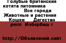 Голубые британские котята питомника Silvery Snow. - Все города Животные и растения » Кошки   . Дагестан респ.,Избербаш г.